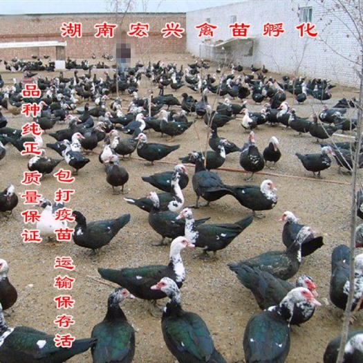 衡阳厂家热销黑番鸭苗花边鸭苗麻鸭苗蛋鸭苗