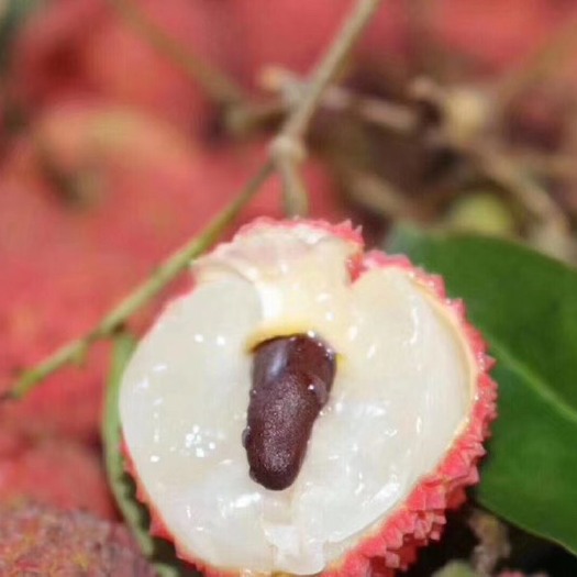广州桂味荔枝 增城桂味，值得尝试