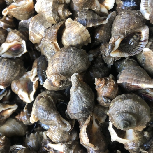 葫芦岛 皮薄肉厚，纯海螺