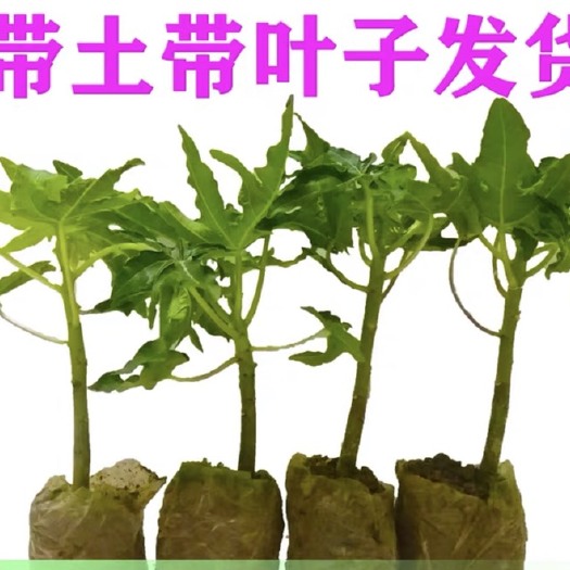灵山县 果树苗木瓜苗红肉木瓜树苗大青木瓜苗矮化水果木瓜苗当年结果包邮