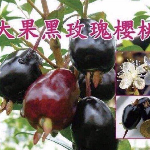 灵山县樱桃苗  甜樱桃苗，大黑玫瑰樱桃苗带土发货