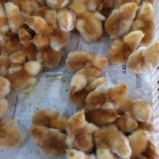 嘉祥县红公鸡苗 公