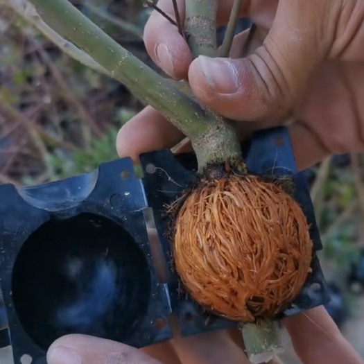 无棣县嫁接夹  生根器 扦插嫁接生根器    厂家直销     量大优惠