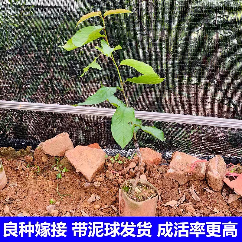  樱桃苗南方种车厘子树苗大樱桃树黑珍珠盆栽地栽北方种植