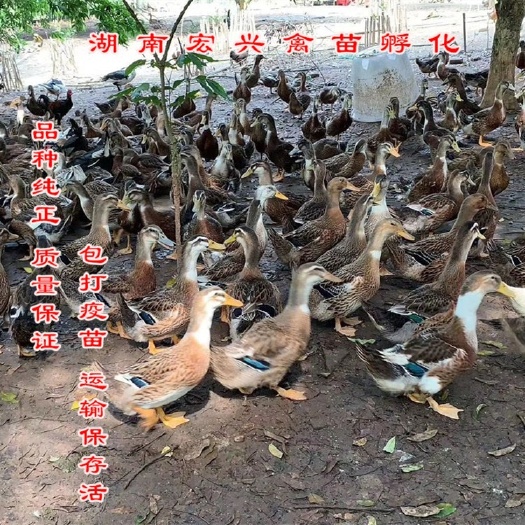 衡阳热销大种麻鸭苗番鸭苗蛋鸭苗白鹅苗灰鹅苗土鸡苗蛋鸡苗