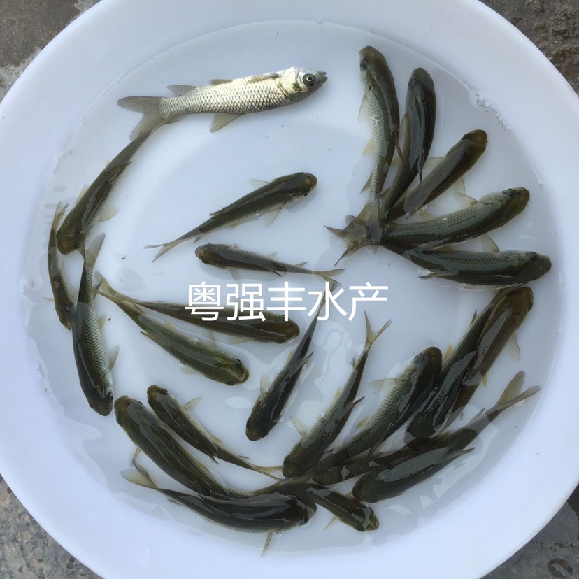 草鱼苗批发，鱼场直供抗病毒草鱼苗，鱼场销售打了疫苗草鲩鱼苗。