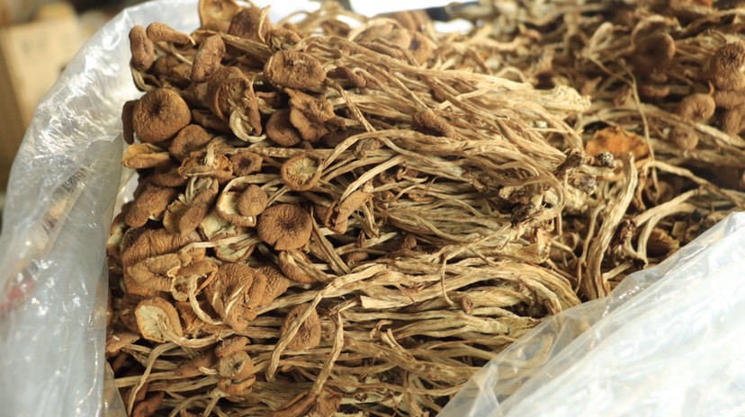 古田县 茶树菇干货不开伞食用菌之乡直供