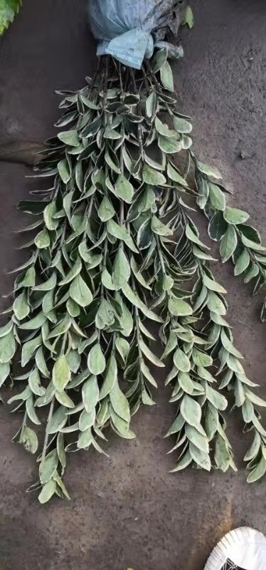杭州 工程绿化金边黄杨
