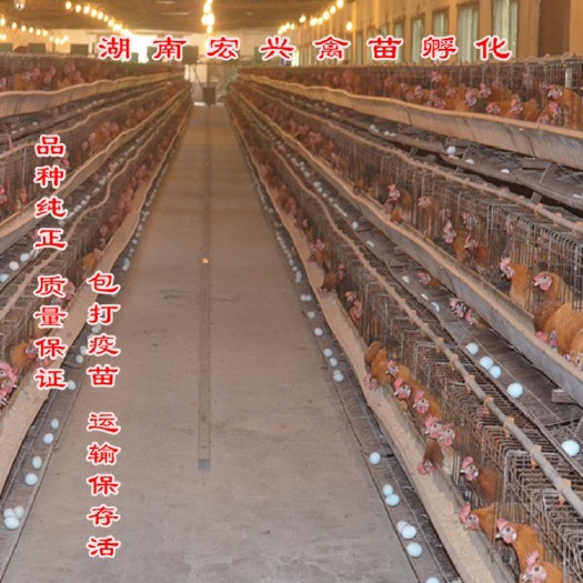衡阳热销红冠麻羽绿壳蛋鸡苗产蛋量高黑羽绿壳蛋鸡苗乌黑鸡苗