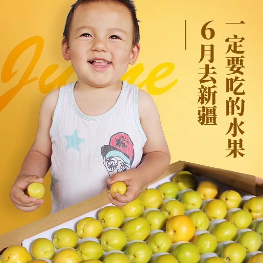 上海 新疆小白杏