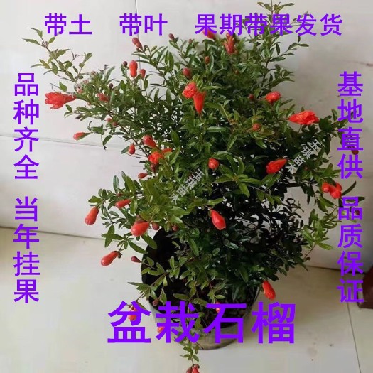 济南石榴盆景 盆栽石榴苗  蒙阳红石榴苗 软籽石榴苗 墨石榴苗 食用 观赏