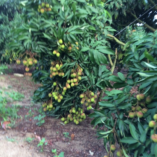 廉江市无核荔枝 湛江妃子笑
