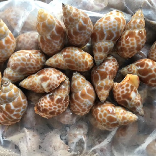 成都花螺 
