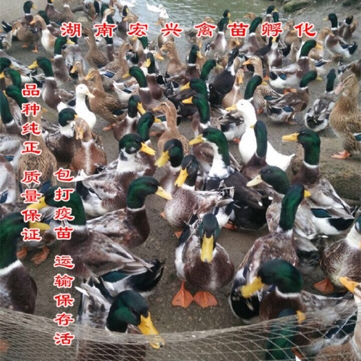 衡阳热销大种麻鸭苗江南蛋鸭苗大种鸭苗番鸭苗灰鹅苗白鹅苗