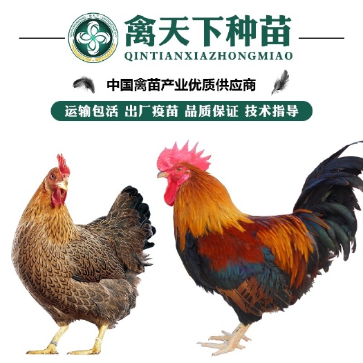 南宁优质清远麻土2土1.5鸡苗 包打疫苗 运输包损耗 技术指导
