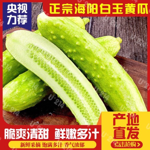 海阳市山东特产海阳产地直销白玉黄瓜5斤装现摘现发新鲜蔬菜水果黄瓜