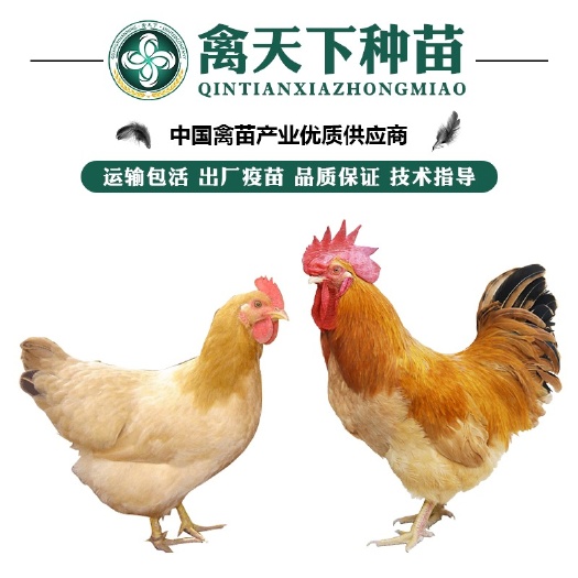 南宁优质三黄鸡苗 包打疫苗 运输包损耗 提供技术指导