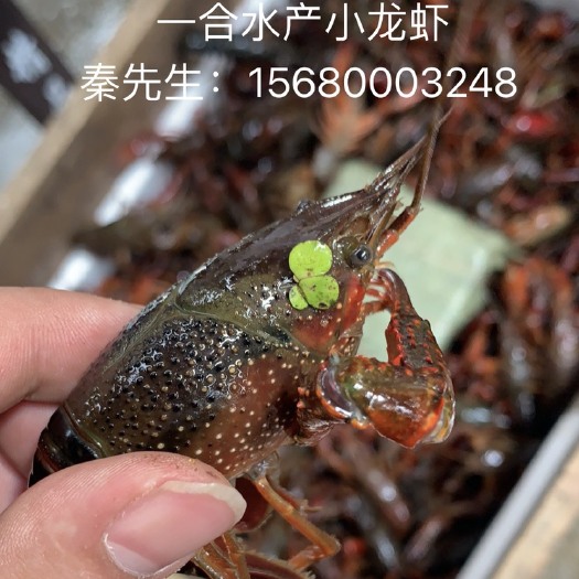 潜江市 ［湖北潜江小龙虾］一合水产小龙虾硬规格-优质-稳定-低价