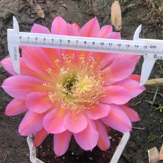 漳州普通仙人掌 飞碟毛花柱，实生仙人球开超大花苞，喜欢私聊