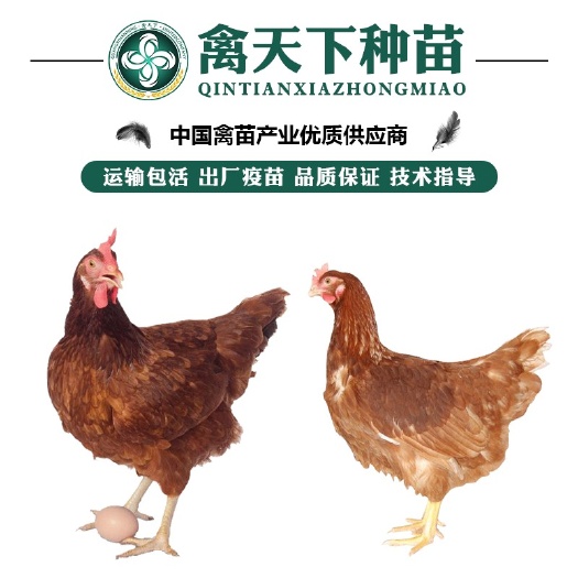 南宁优质海兰褐蛋鸡苗 包打疫苗 运输包损耗 提供技术指导