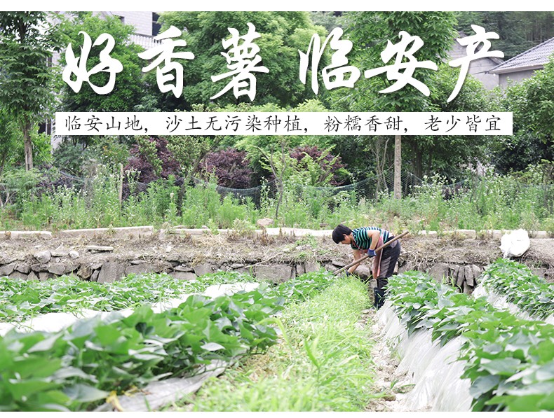 天目小香薯 3两以下 红皮