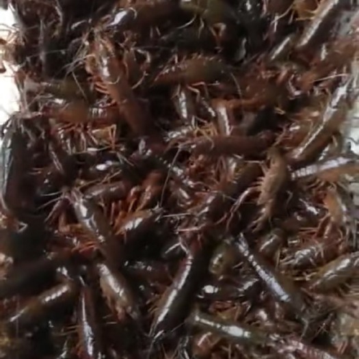 潜江市潜江小龙虾 湖北潜江稻田虾