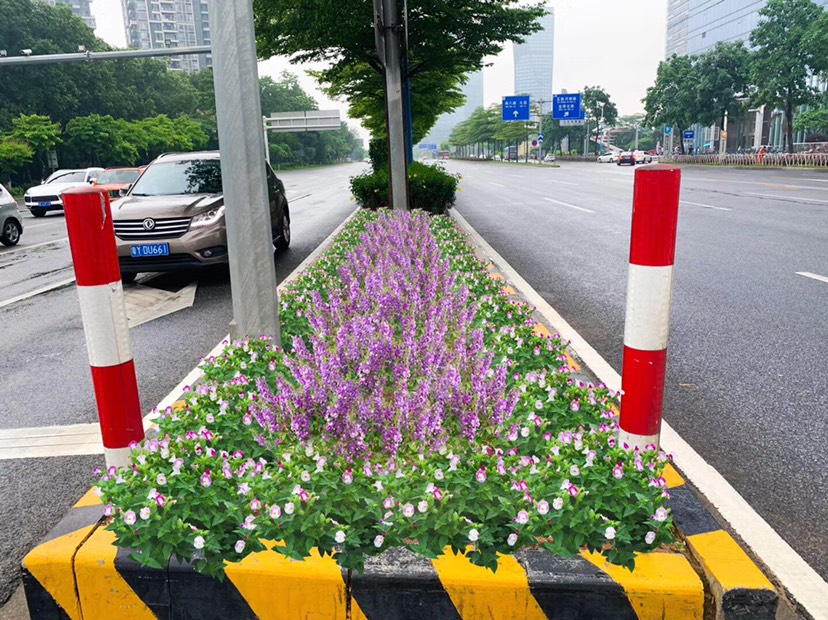 凤尾鸡冠 大量泥碳土时花现货供应