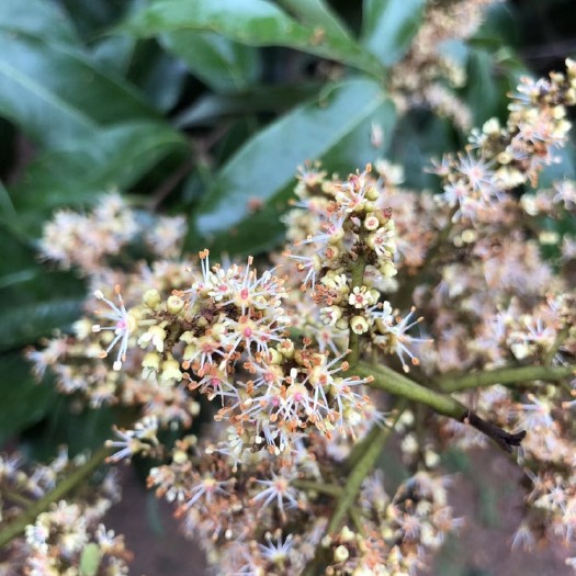 阳西县白糖罂荔枝 1.5cm
