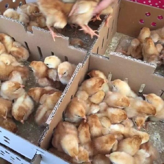 南宁 海兰褐蛋鸡苗