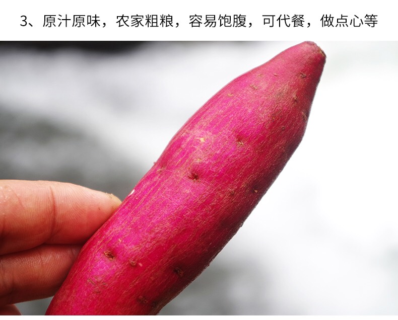 天目小香薯 3两以下 红皮