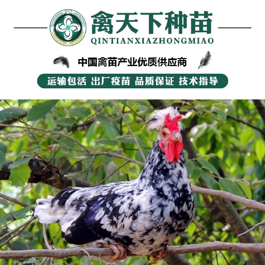 南宁优质贵妃鸡苗 包打疫苗 运输包损耗 提供技术指导