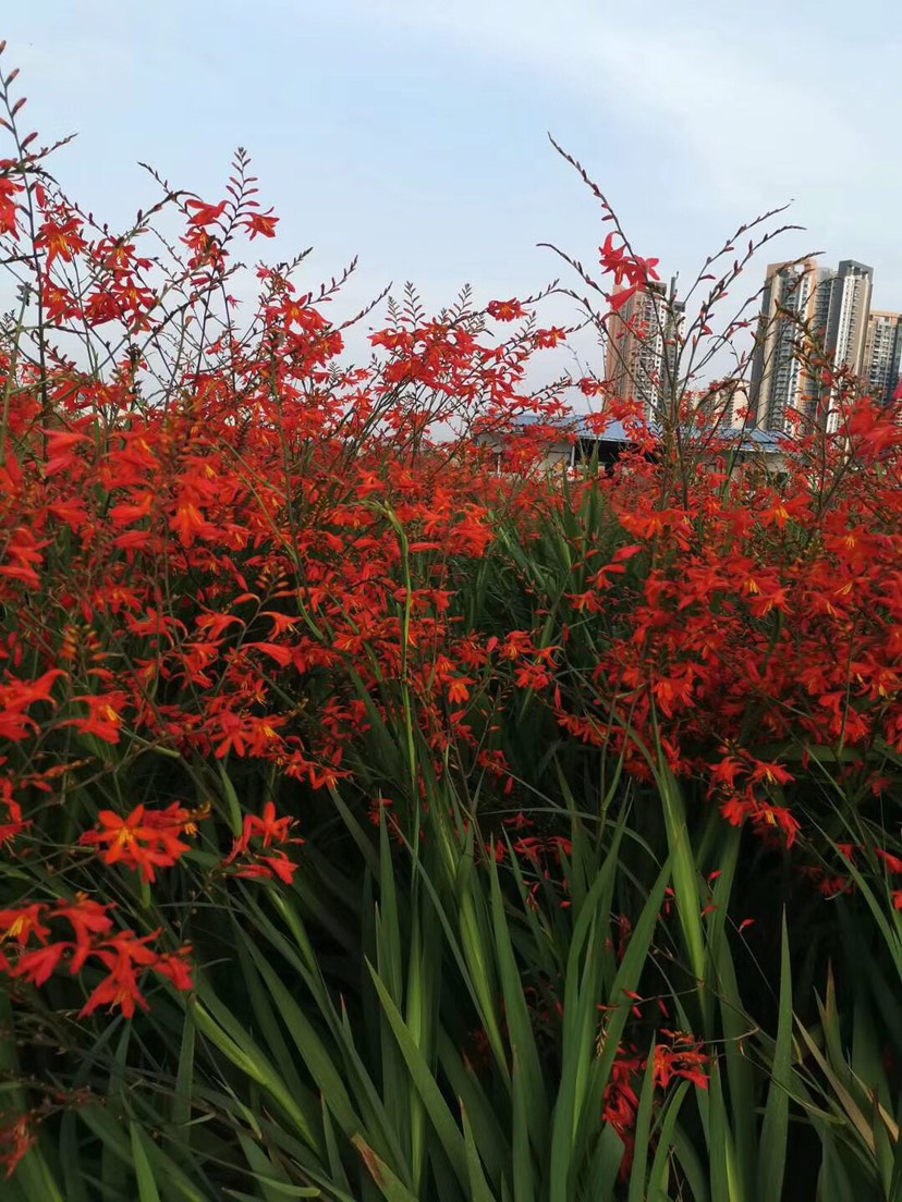 普宁市黄兰 火星花袋苗高1米～1.2 可以净化空气喜充足阳光耐寒适应性强