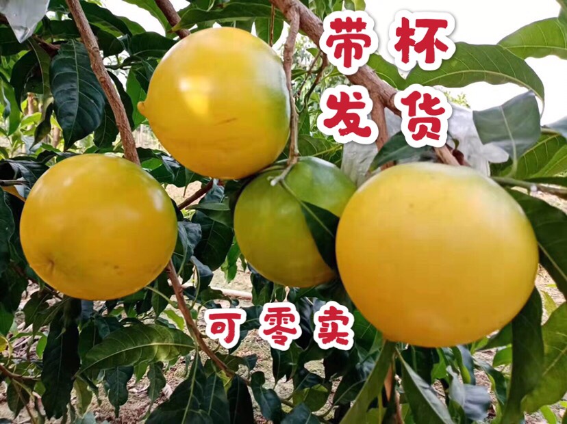 普宁市黄晶果苗  新品种 又名黄金果 、雅美果