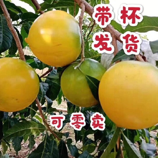 普宁市黄晶果苗  新品种 又名黄金果 、雅美果
