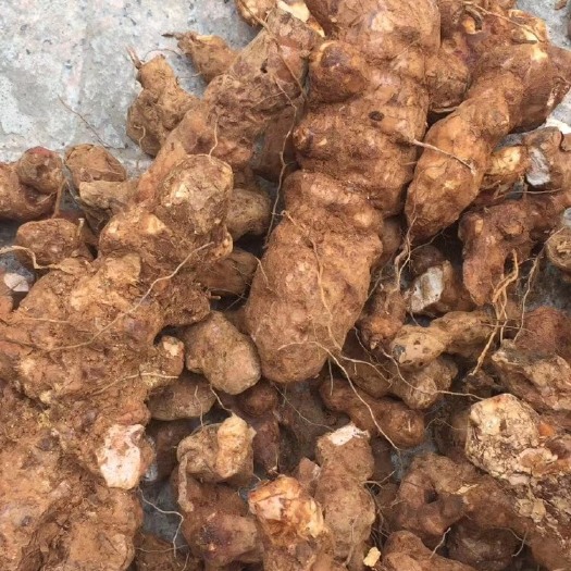 罗定市土茯苓  广东云浮罗定市本土