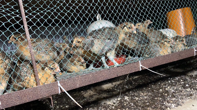 广汉市青脚麻鸡 青脚麻  混合苗