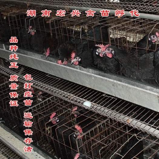 衡阳热销红冠黑羽高产绿壳蛋鸡苗年产蛋240-260枚五黑鸡苗土鸡