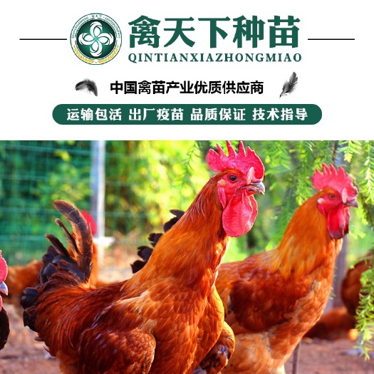 南宁优质大红瑶鸡苗 包打疫苗 运输包损耗 提供技术指导