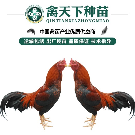 南宁优质改良斗鸡苗 包打疫苗 运输包损耗 提供技术指导