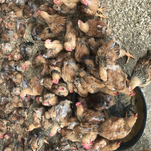 南宁 快大型k9鸡苗（脱温）诚信商家，品质有保证