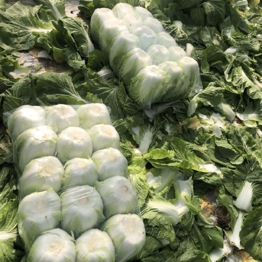 东台市 大白菜