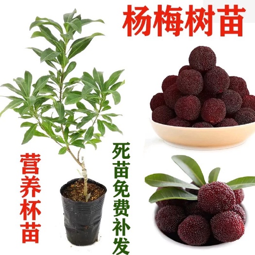 灵山县 正宗嫁接东魁杨梅树苗嫁接杨梅苗南方北方种植盆栽果树苗当年结果