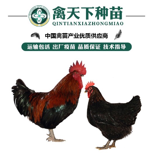 南宁优质黑土鸡苗 包打疫苗 运输包损耗 提供技术指导
