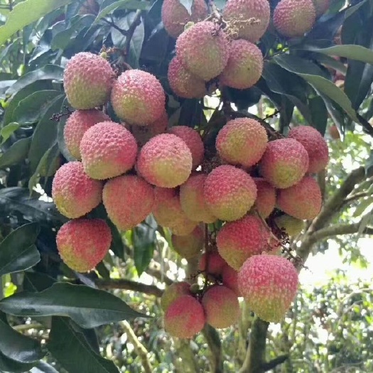 灵山县妃子笑荔枝 广西壮族自治区钦州市灵山县