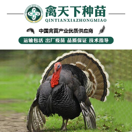 南宁优质火鸡苗 包打疫苗 运输包损耗 提供技术指导