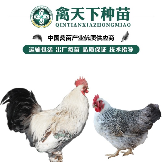 南宁彩凤鸡苗  优质彩凤/白芦花/雪花鸡苗 包打疫苗 运输包损耗