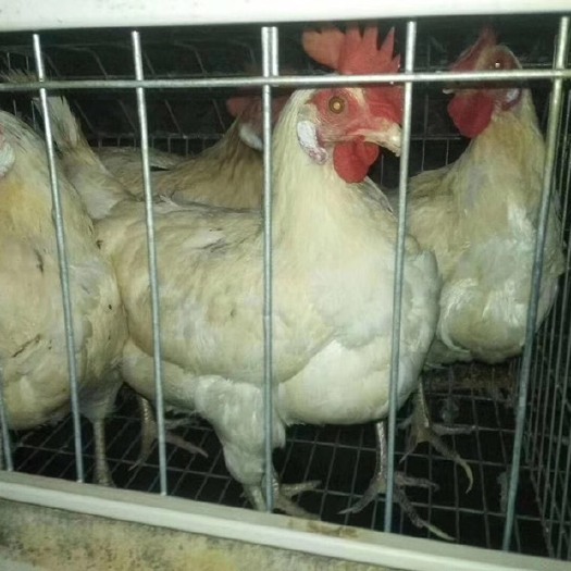 兴业县 正正老母鸡一年多日，包汤好30块钱只，3斤5.6 就一斤猪肉