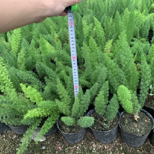  狐尾天门冬  三百棒，武竹，丝冬，库存大量 松柏优质苗木