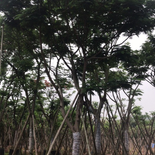 揭阳 大量出售25-30凤凰木
