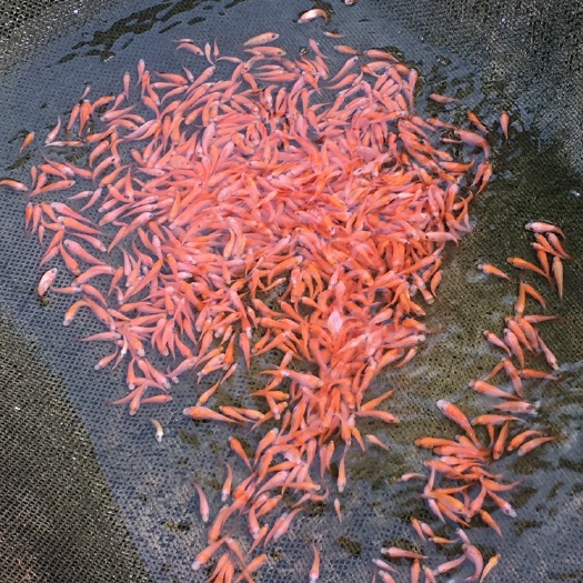 高州市彩虹雕红罗非鱼苗